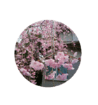 美しい桜の花（個別スタンプ：1）