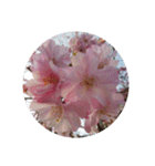 美しい桜の花（個別スタンプ：3）