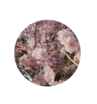 美しい桜の花（個別スタンプ：5）