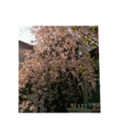 美しい桜の花（個別スタンプ：6）