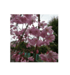 美しい桜の花（個別スタンプ：8）