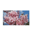美しい桜の花（個別スタンプ：10）