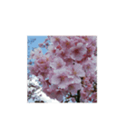 美しい桜の花（個別スタンプ：11）