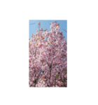 美しい桜の花（個別スタンプ：12）