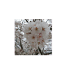 美しい桜の花（個別スタンプ：13）