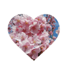 美しい桜の花（個別スタンプ：16）