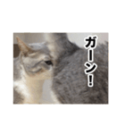 む〜し〜ズ（個別スタンプ：12）