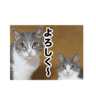 む〜し〜ズ（個別スタンプ：16）