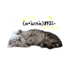 花と時々ムサシ（個別スタンプ：6）