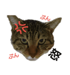 花と時々ムサシ（個別スタンプ：8）