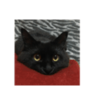 実家のねこきち（個別スタンプ：2）