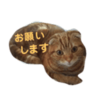 まるすた1（個別スタンプ：6）