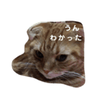 まるすた1（個別スタンプ：16）