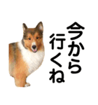 愛犬キティ（個別スタンプ：1）