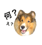 愛犬キティ（個別スタンプ：2）