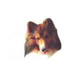 愛犬キティ（個別スタンプ：3）