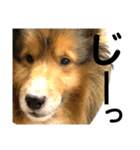 愛犬キティ（個別スタンプ：4）