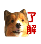 愛犬キティ（個別スタンプ：5）