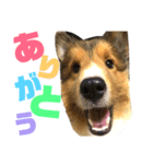 愛犬キティ（個別スタンプ：6）