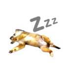 愛犬キティ（個別スタンプ：7）