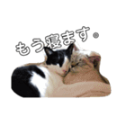 うさぎのふくと、猫ののん＆ゆき（個別スタンプ：1）