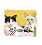うさぎのふくと、猫ののん＆ゆき（個別スタンプ：2）
