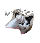 うさぎのふくと、猫ののん＆ゆき（個別スタンプ：3）