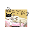 うさぎのふくと、猫ののん＆ゆき（個別スタンプ：6）