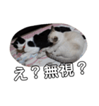うさぎのふくと、猫ののん＆ゆき（個別スタンプ：7）