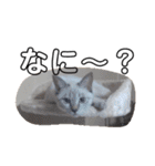 うさぎのふくと、猫ののん＆ゆき（個別スタンプ：9）