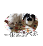 うさぎのふくと、猫ののん＆ゆき（個別スタンプ：10）