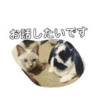 うさぎのふくと、猫ののん＆ゆき（個別スタンプ：11）