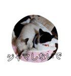 うさぎのふくと、猫ののん＆ゆき（個別スタンプ：12）
