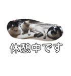 うさぎのふくと、猫ののん＆ゆき（個別スタンプ：14）
