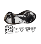 うさぎのふくと、猫ののん＆ゆき（個別スタンプ：22）