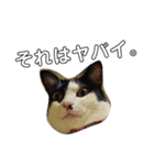 うさぎのふくと、猫ののん＆ゆき（個別スタンプ：23）