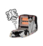 うさぎのふくと、猫ののん＆ゆき（個別スタンプ：25）