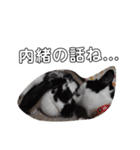 うさぎのふくと、猫ののん＆ゆき（個別スタンプ：26）