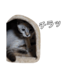 うさぎのふくと、猫ののん＆ゆき（個別スタンプ：27）