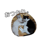 うさぎのふくと、猫ののん＆ゆき（個別スタンプ：28）