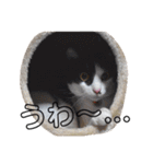 うさぎのふくと、猫ののん＆ゆき（個別スタンプ：30）
