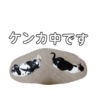 うさぎのふくと、猫ののん＆ゆき（個別スタンプ：31）