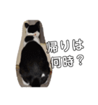 うさぎのふくと、猫ののん＆ゆき（個別スタンプ：32）
