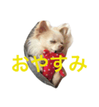 さくと慧の日常（個別スタンプ：3）