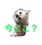さくと慧の日常（個別スタンプ：4）