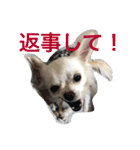 さくと慧の日常（個別スタンプ：12）