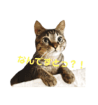 シンプルきい子（個別スタンプ：8）