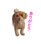 犬のベルちゃん（個別スタンプ：2）