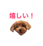 犬のベルちゃん（個別スタンプ：10）