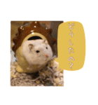 ぼくたちハムスター（個別スタンプ：1）